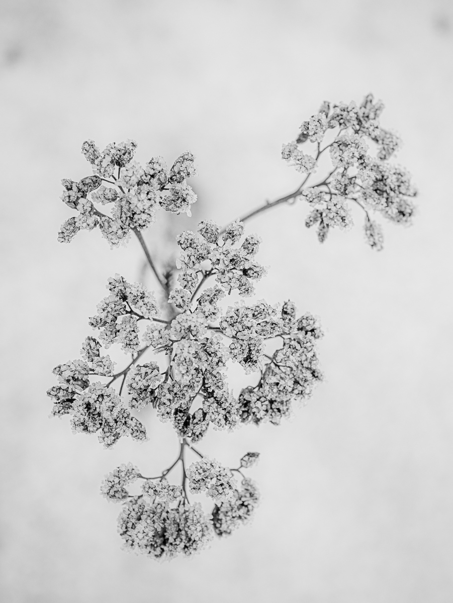 Frostpflanze