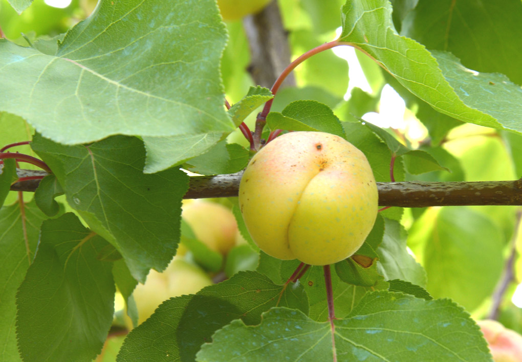 frucht1ff