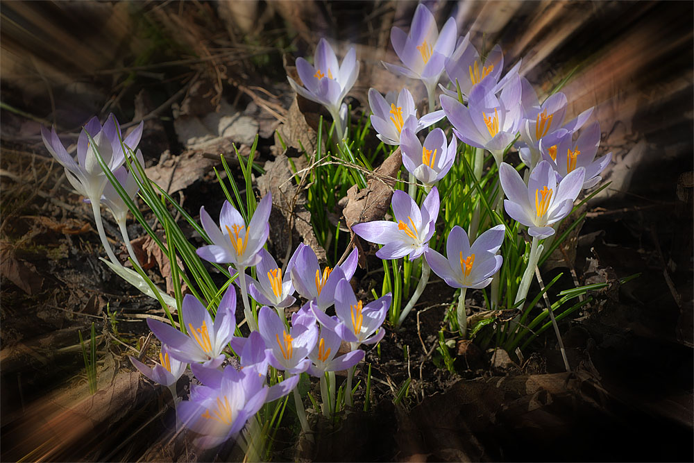 fruehling 2010