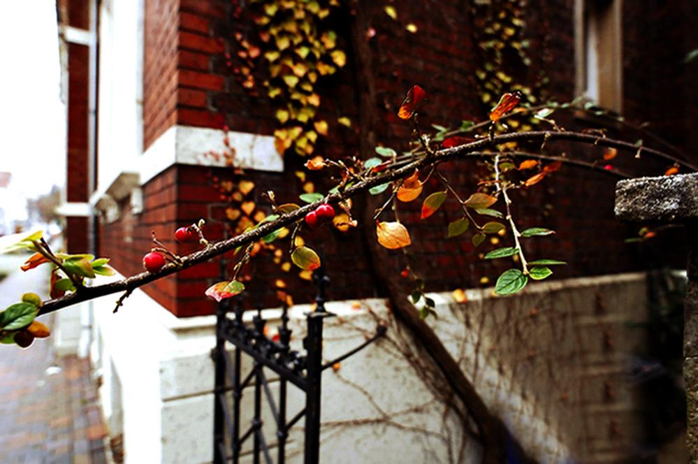fruits of autumn
