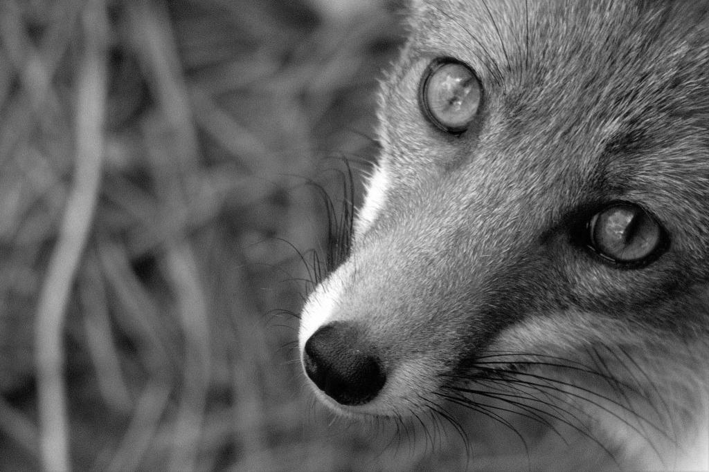 Fuchs 03 sw  D7K4588 NX2