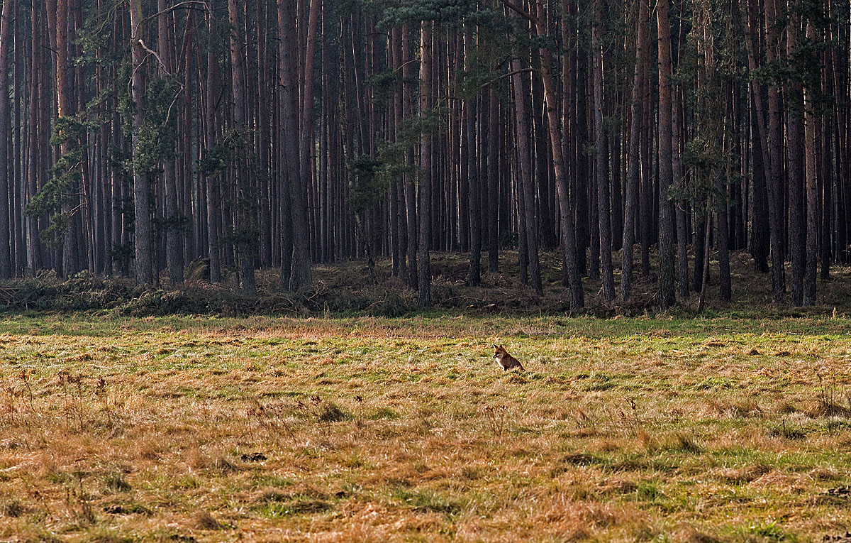 Fuchs 1