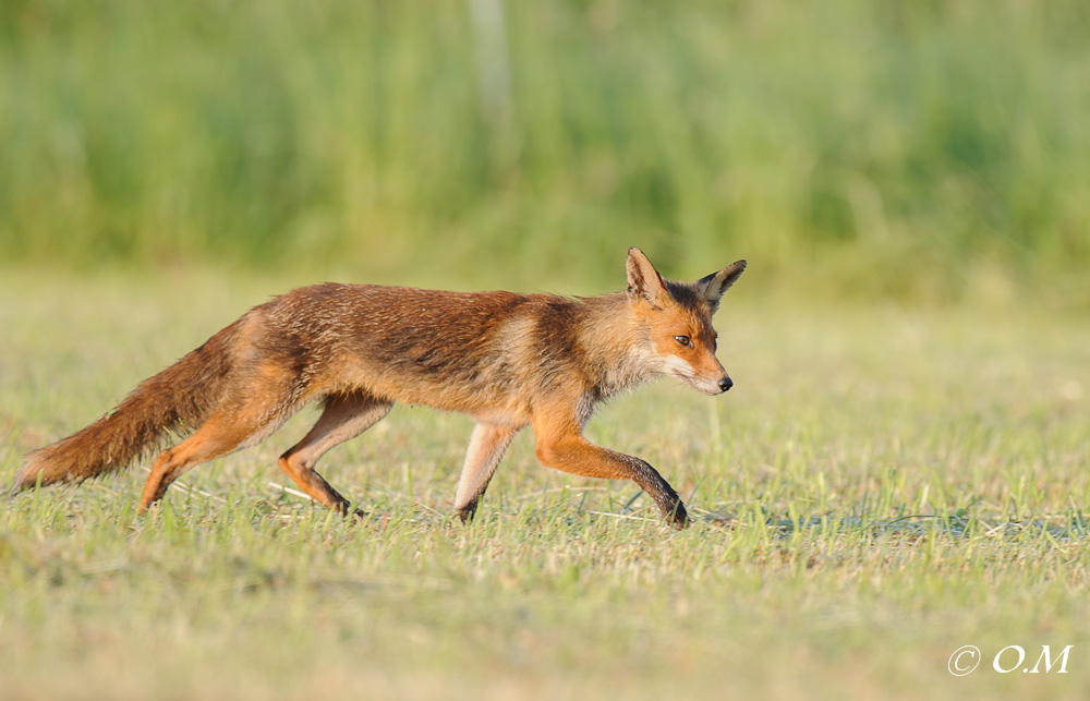 Fuchs 1087