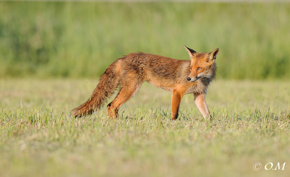 Fuchs 1101