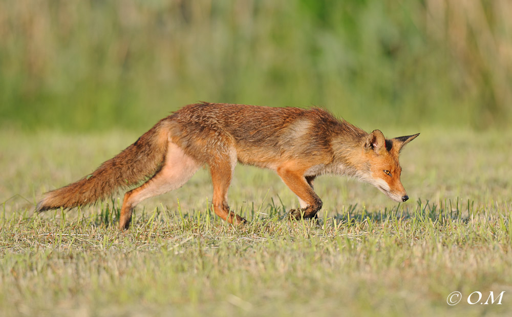Fuchs 1110