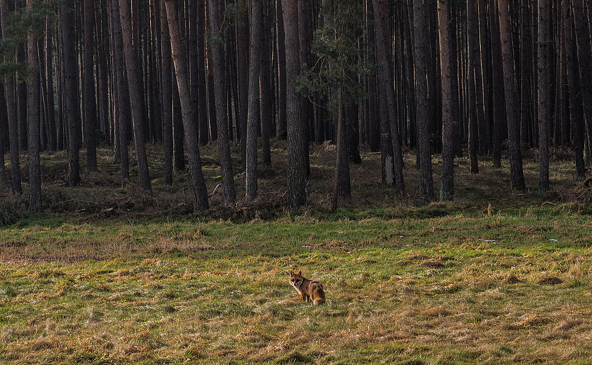 Fuchs 2