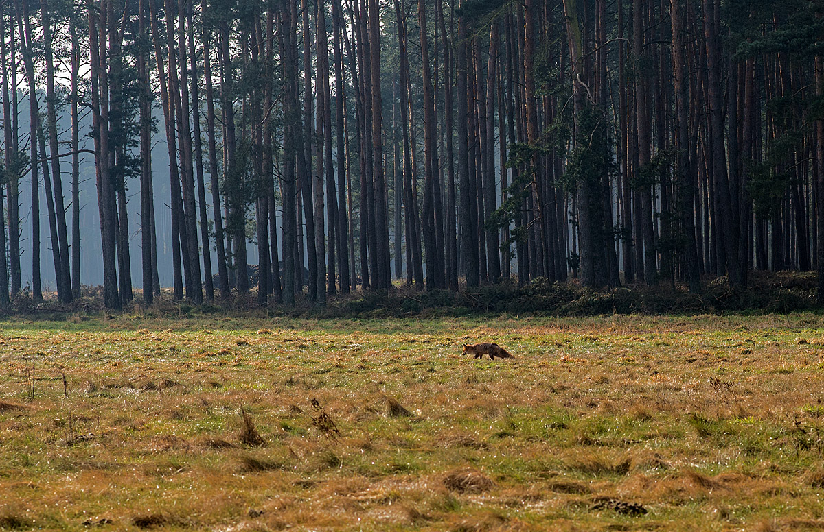 Fuchs 3