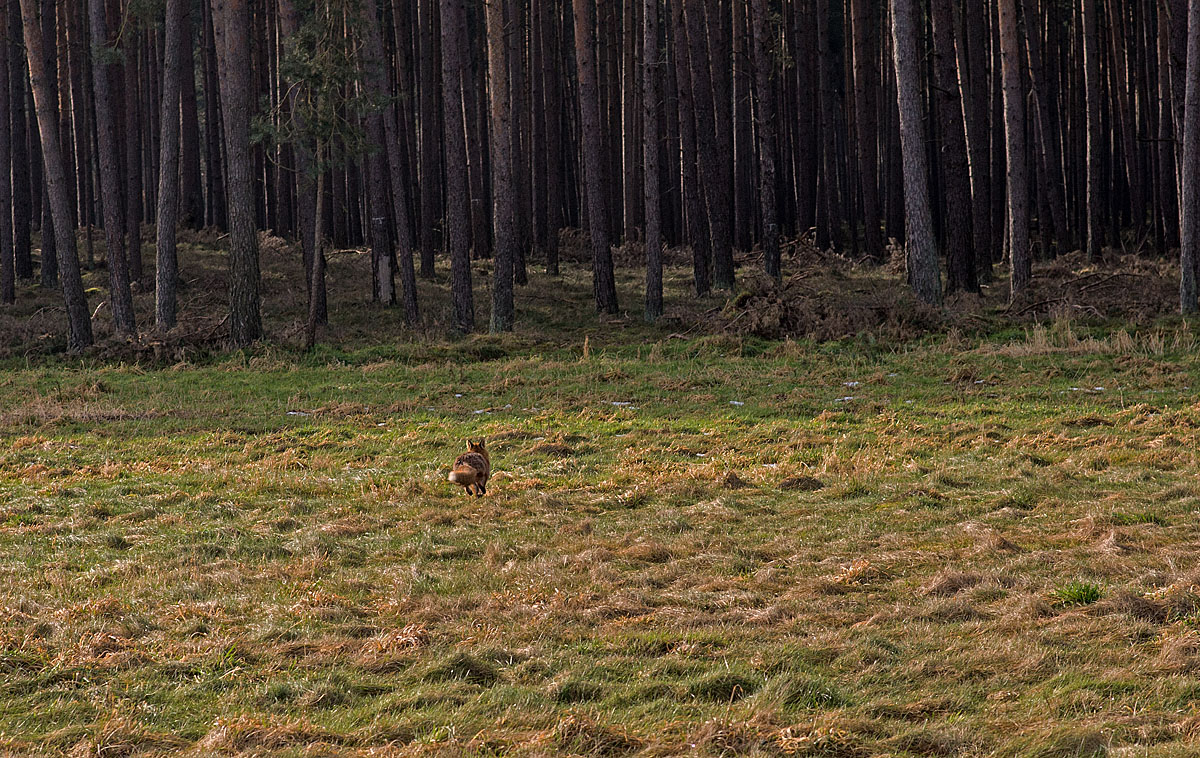 Fuchs 4