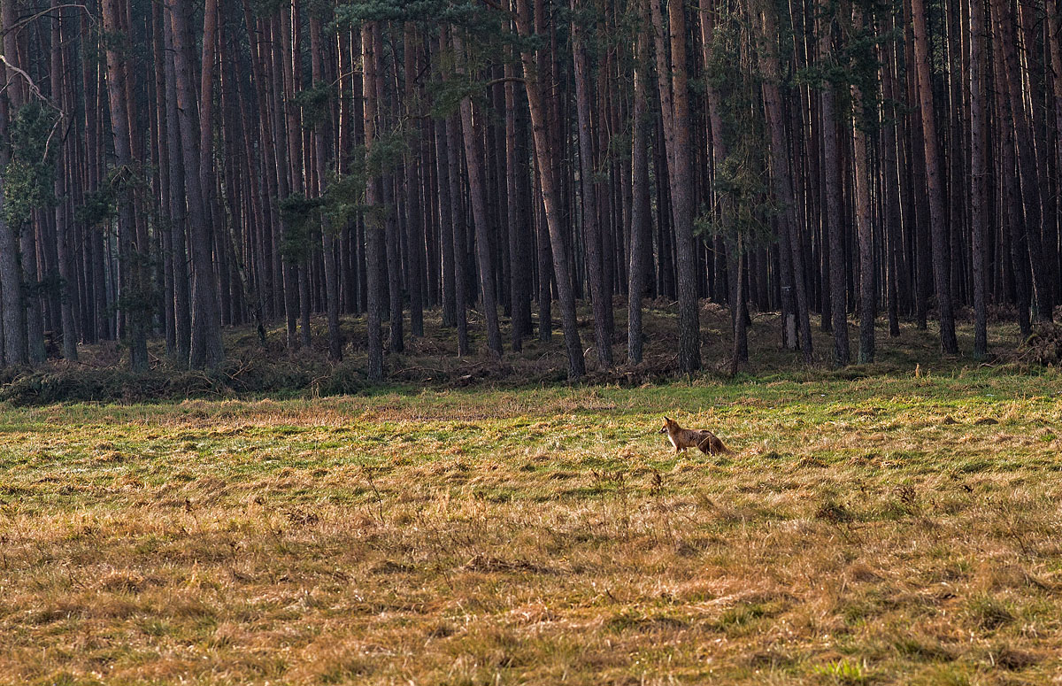 Fuchs 5