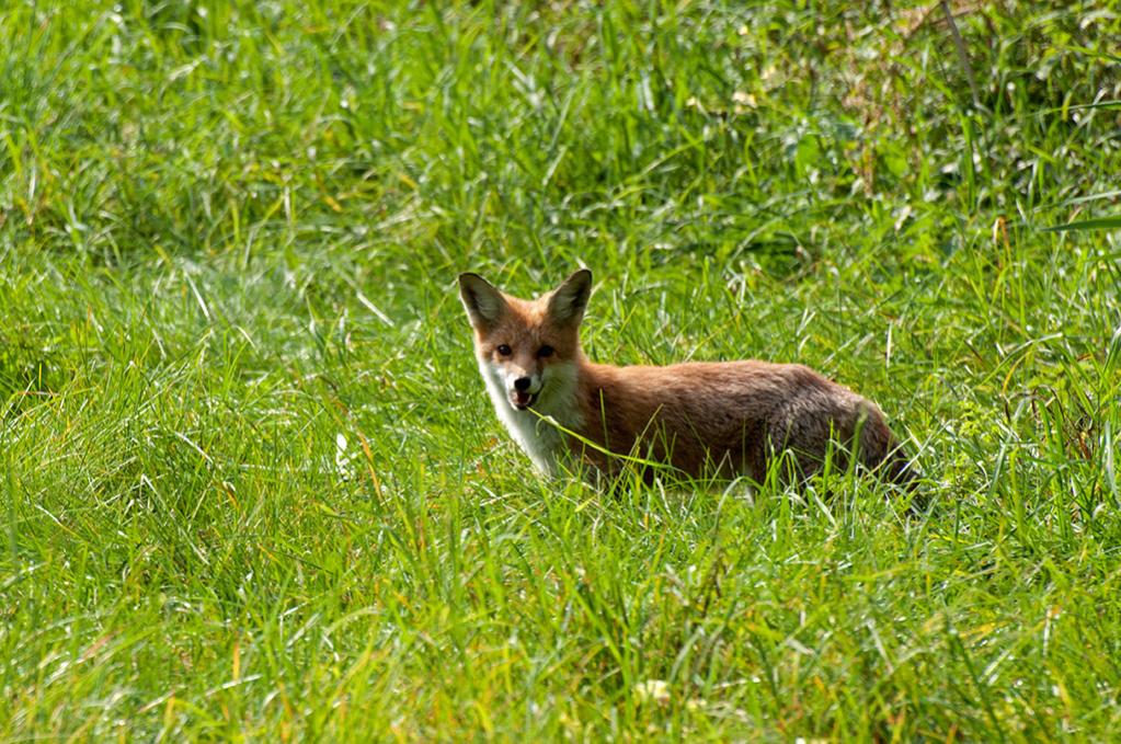 Fuchs im Müritz Nationalpark