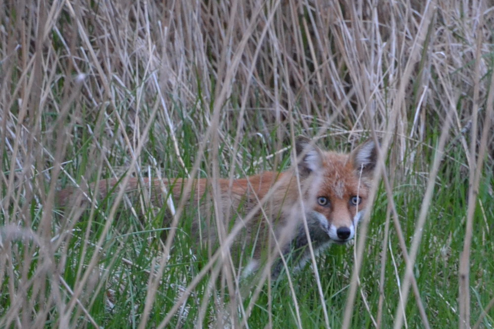 Fuchs im Schilf