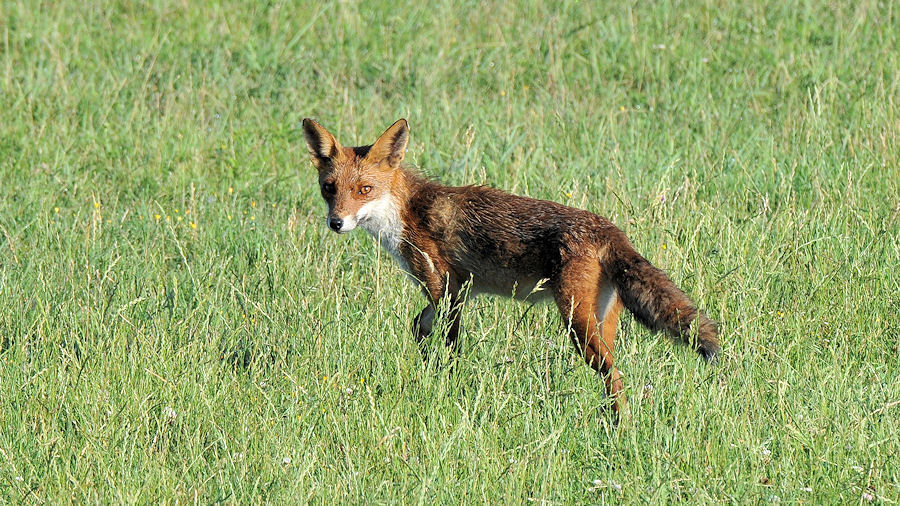 Fuchs in Oostvaarderplaasen
Testbild mit D300+500/4.0+TC14EII
Ausschnitt 2600x1463
7301