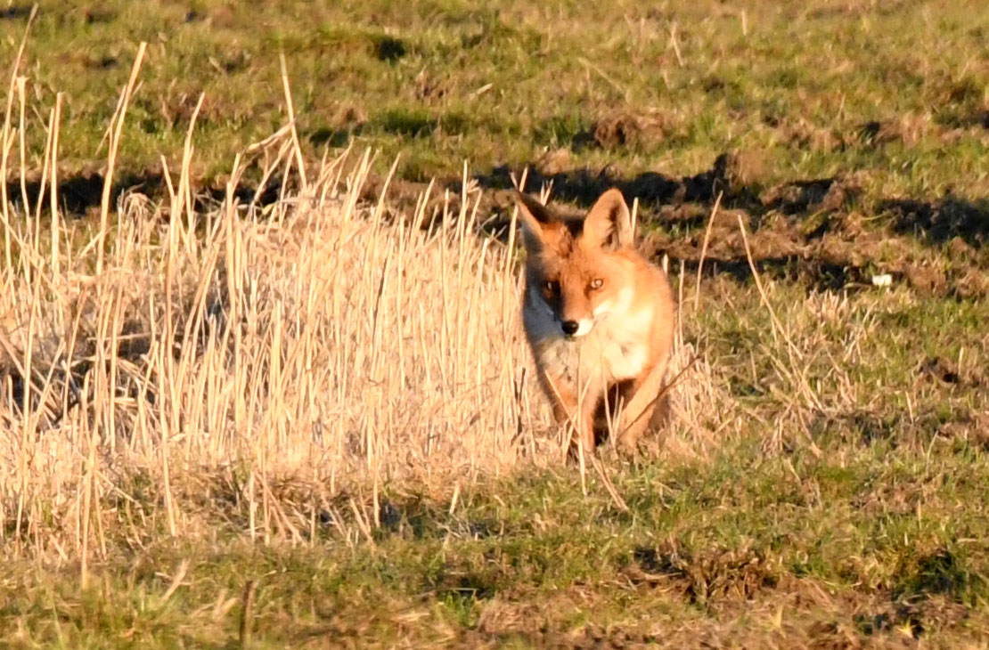 fuchs.nf.1