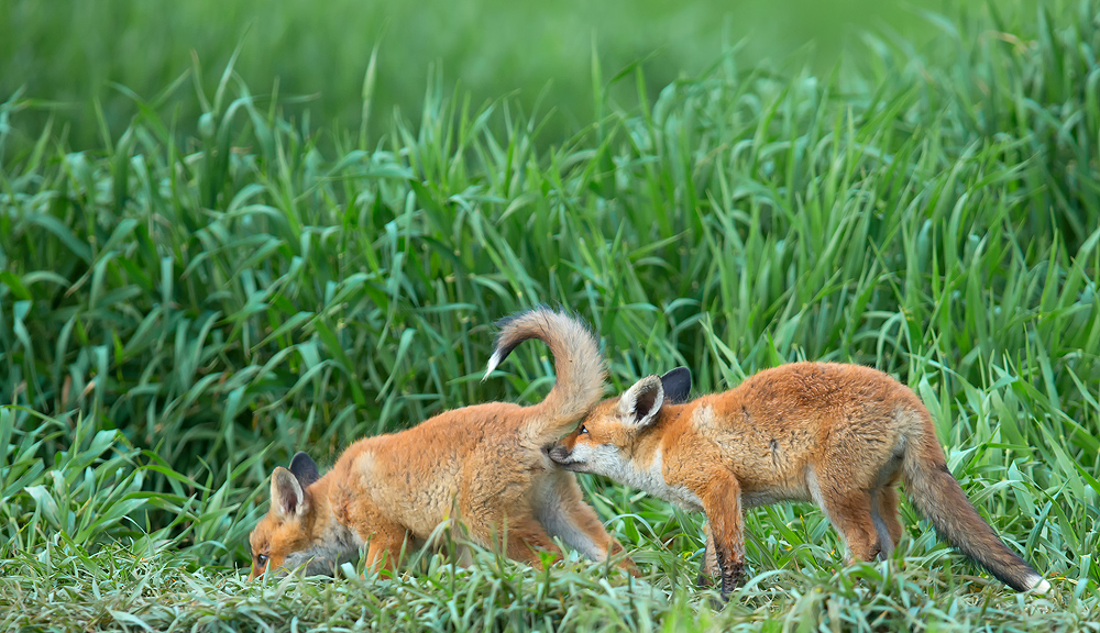 Fuchs Welpe