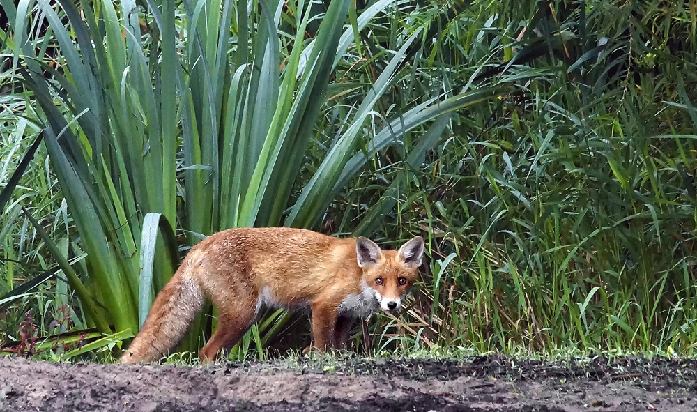 Fuchs
