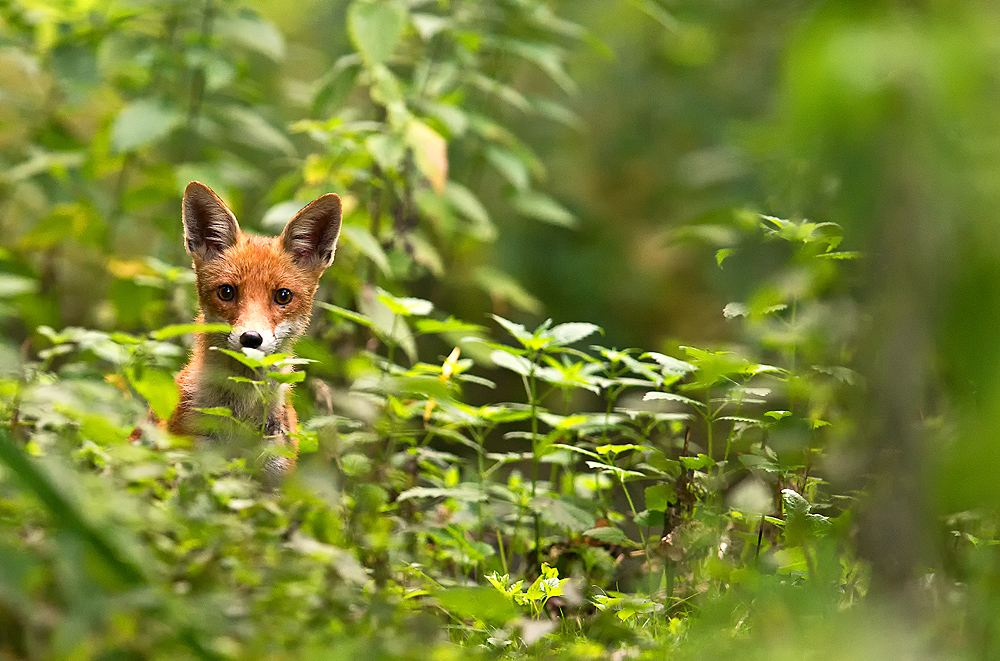 Fuchs