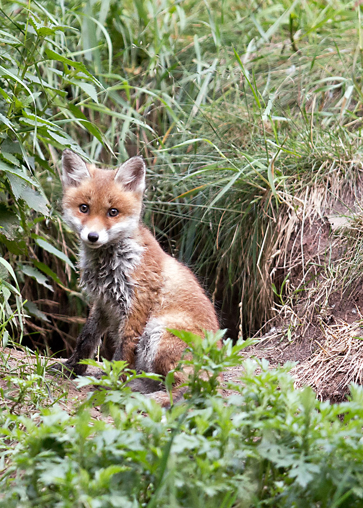 Fuchs