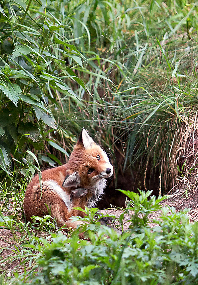 Fuchs