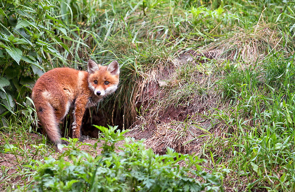 Fuchs
