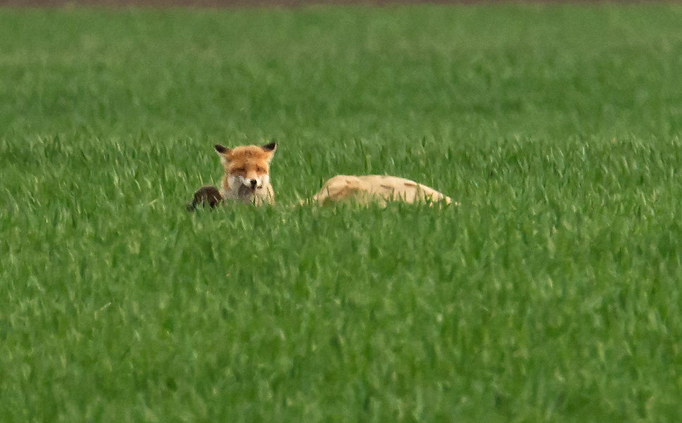 Fuchs