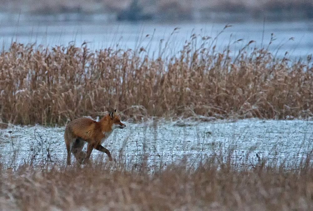 Fuchs