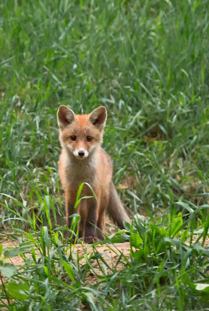 Fuchs