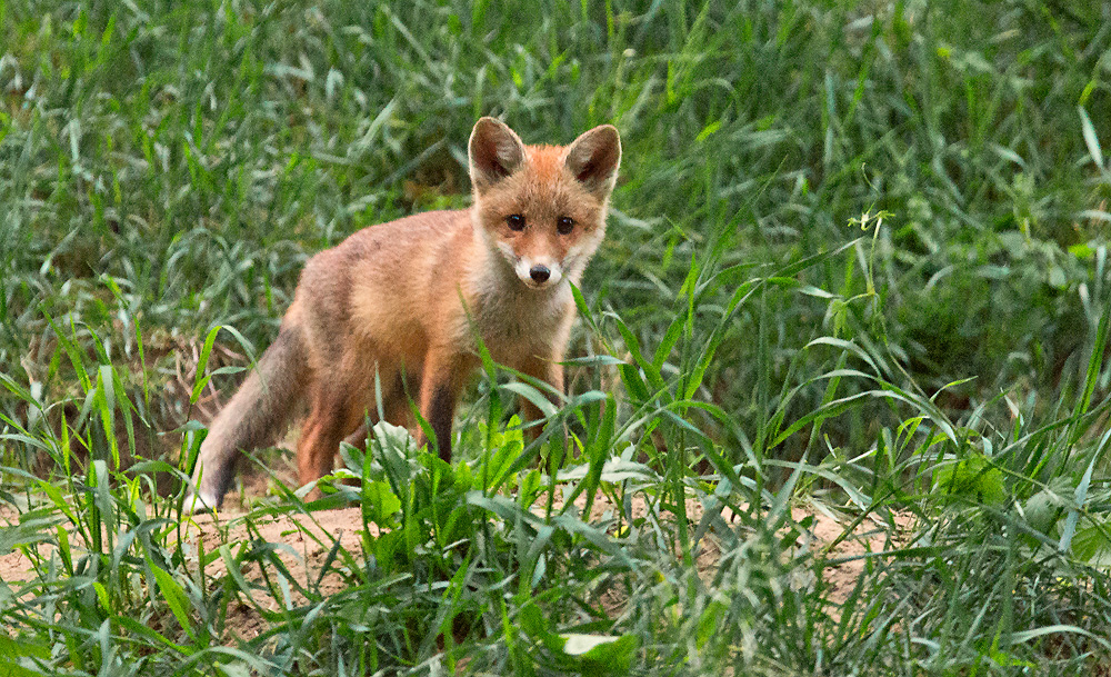 Fuchs