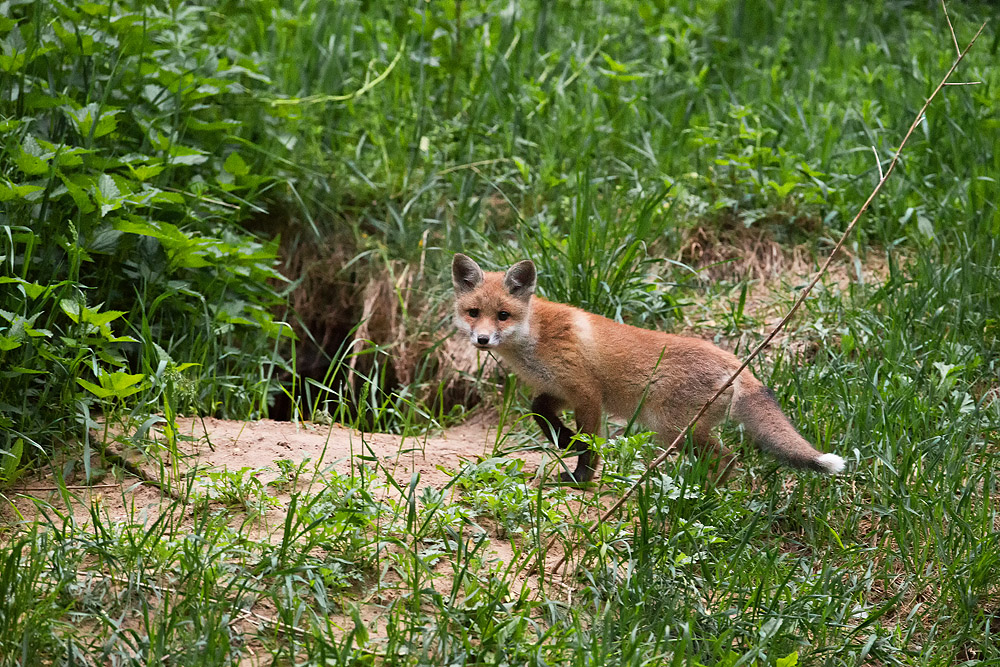 Fuchs