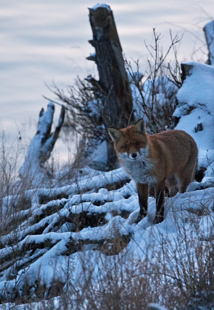 Fuchs