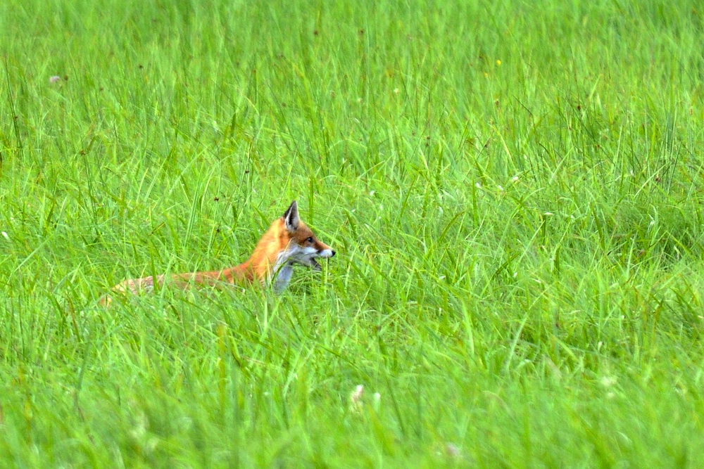 Fuchs