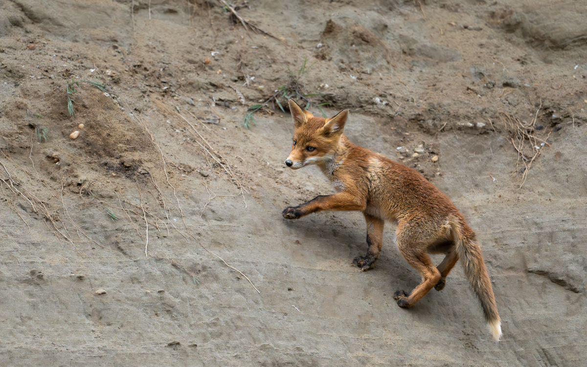 Fuchs1.jpg