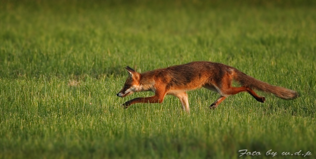 fuchs2