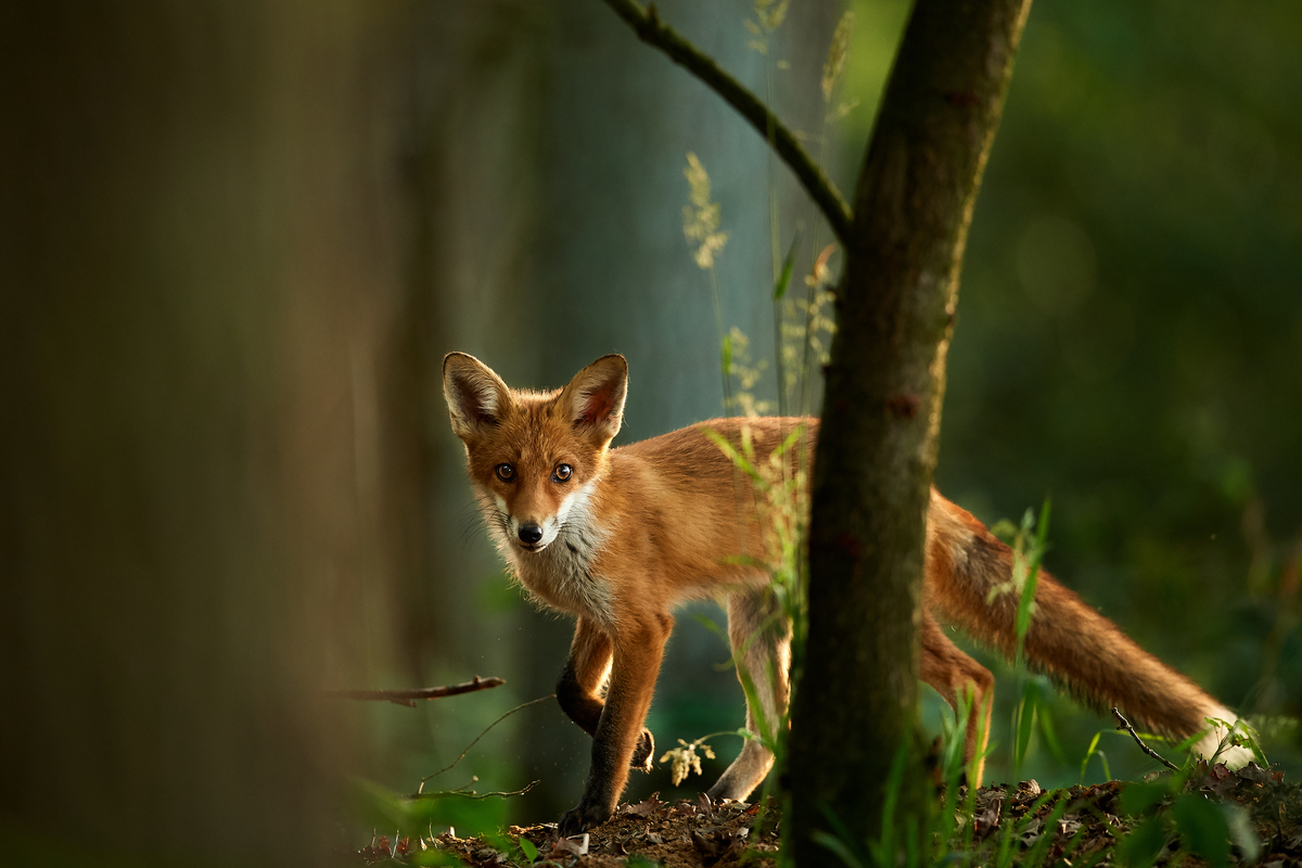 Fuchs3.jpg