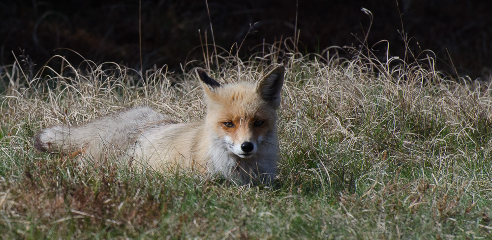 Fuchs_2