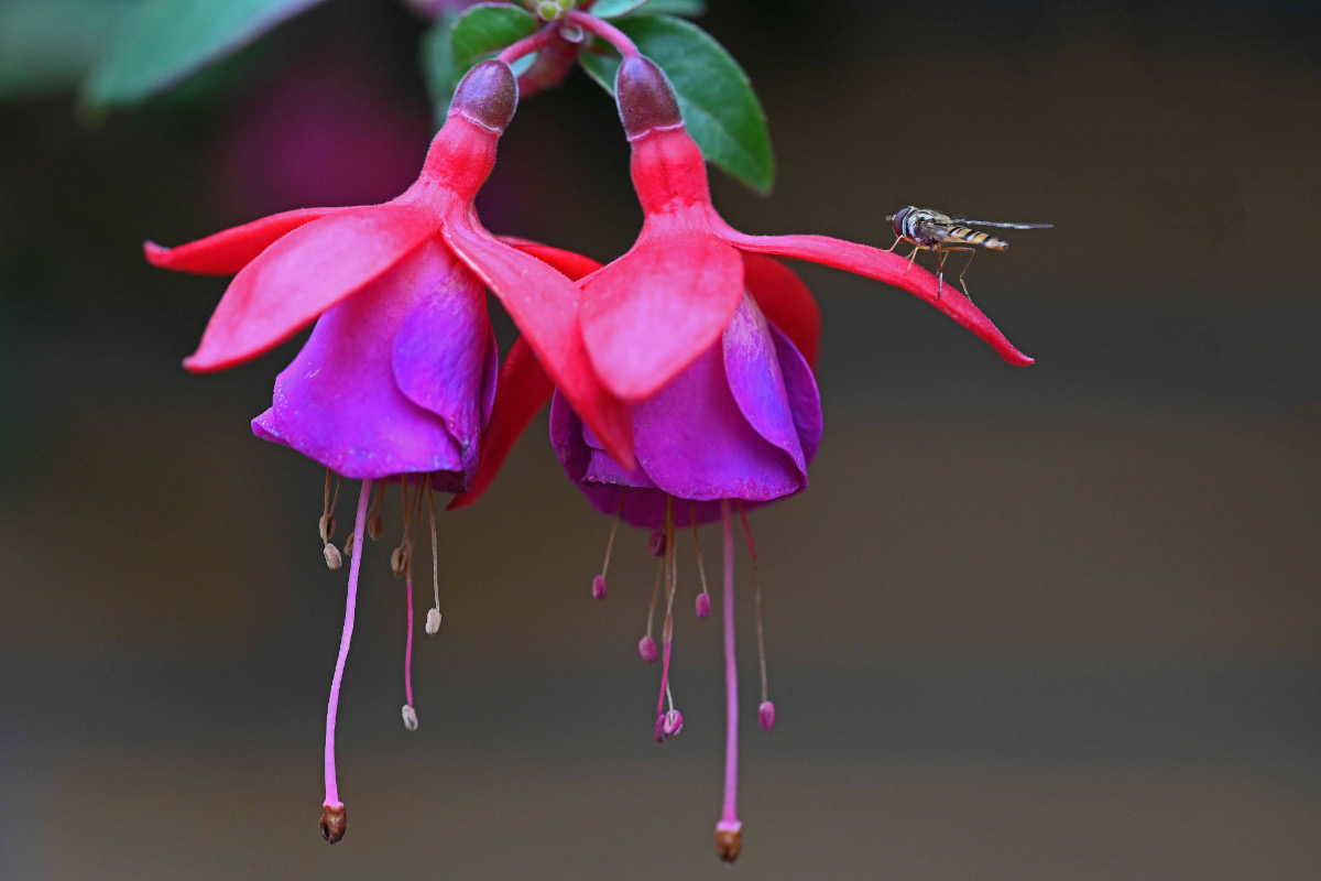 Fuchsie mit Schwebfliege.jpg