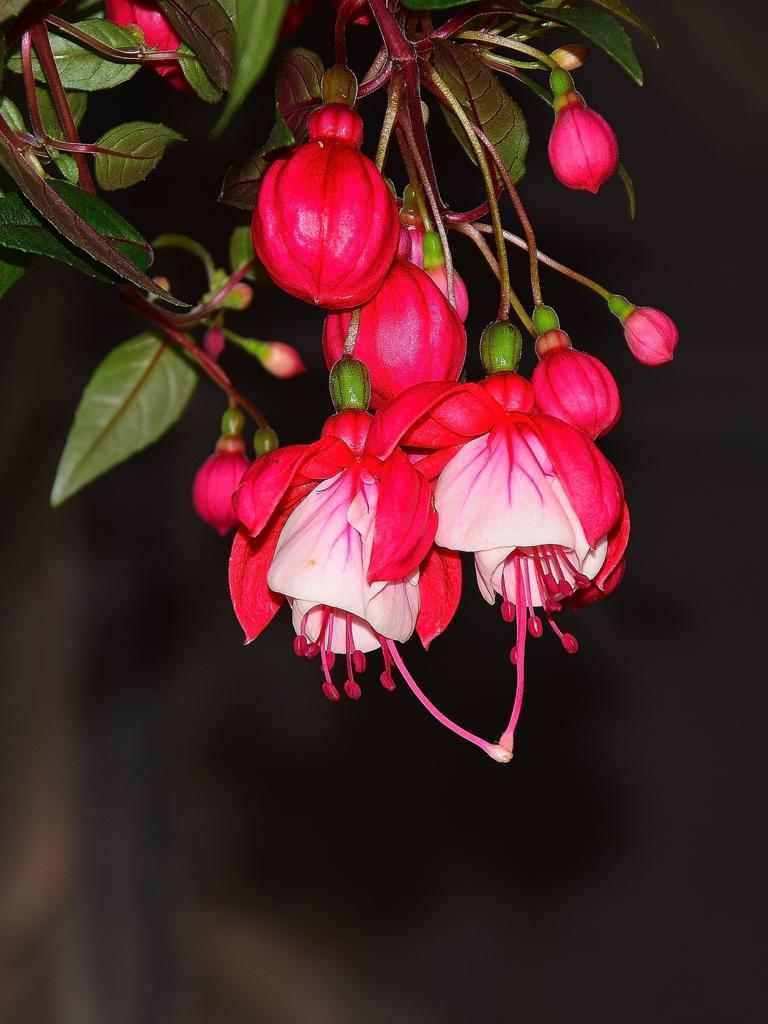 Fuchsie