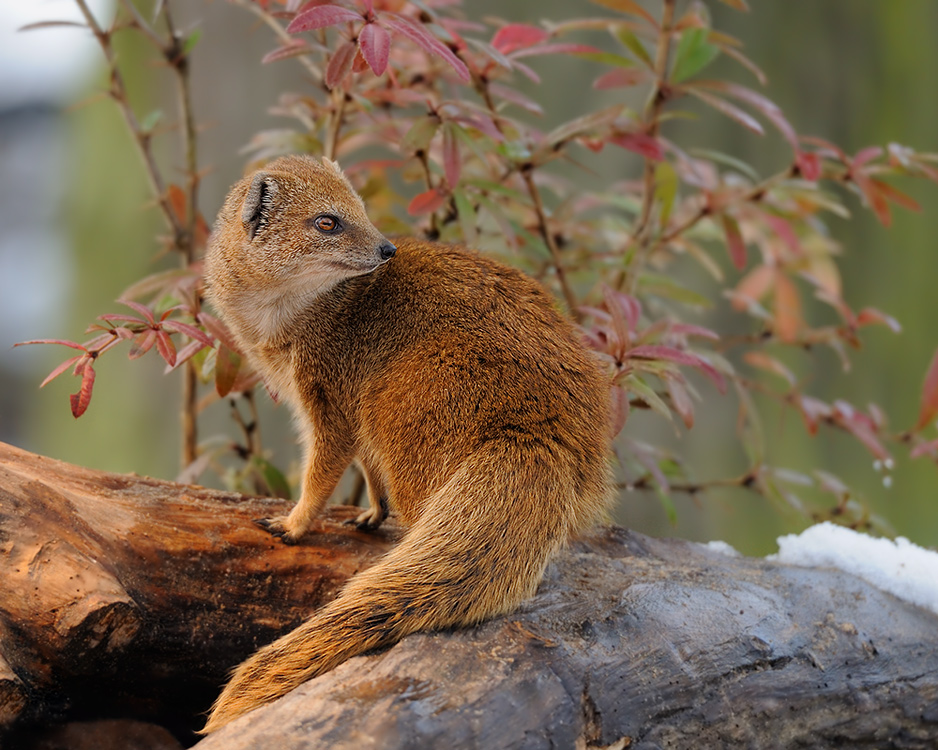 Fuchsmanguste
Tiergarten Nürnberg