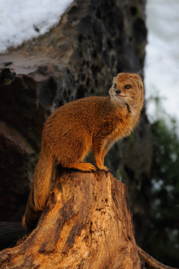 Fuchsmanguste
Tiergarten Nürnberg