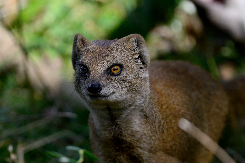 Fuchsmanguste 
Tiergarten Nürnberg