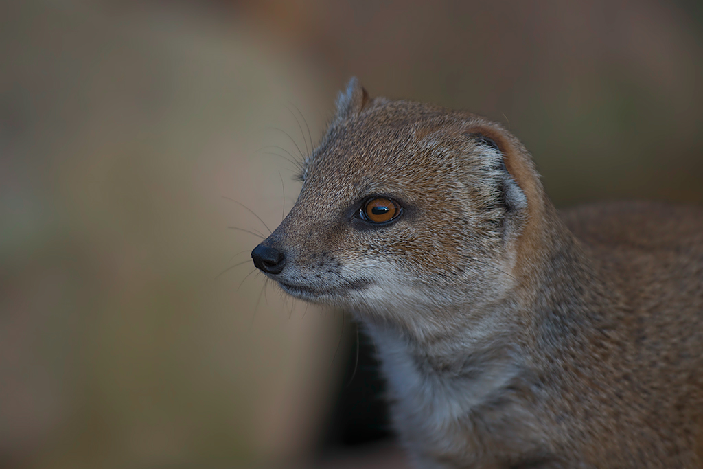 Fuchsmanguste
Tiergarten Nürnberg