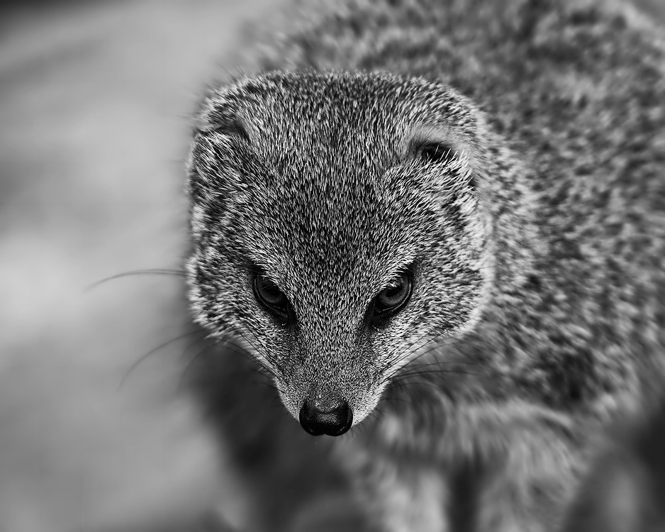 Fuchsmanguste