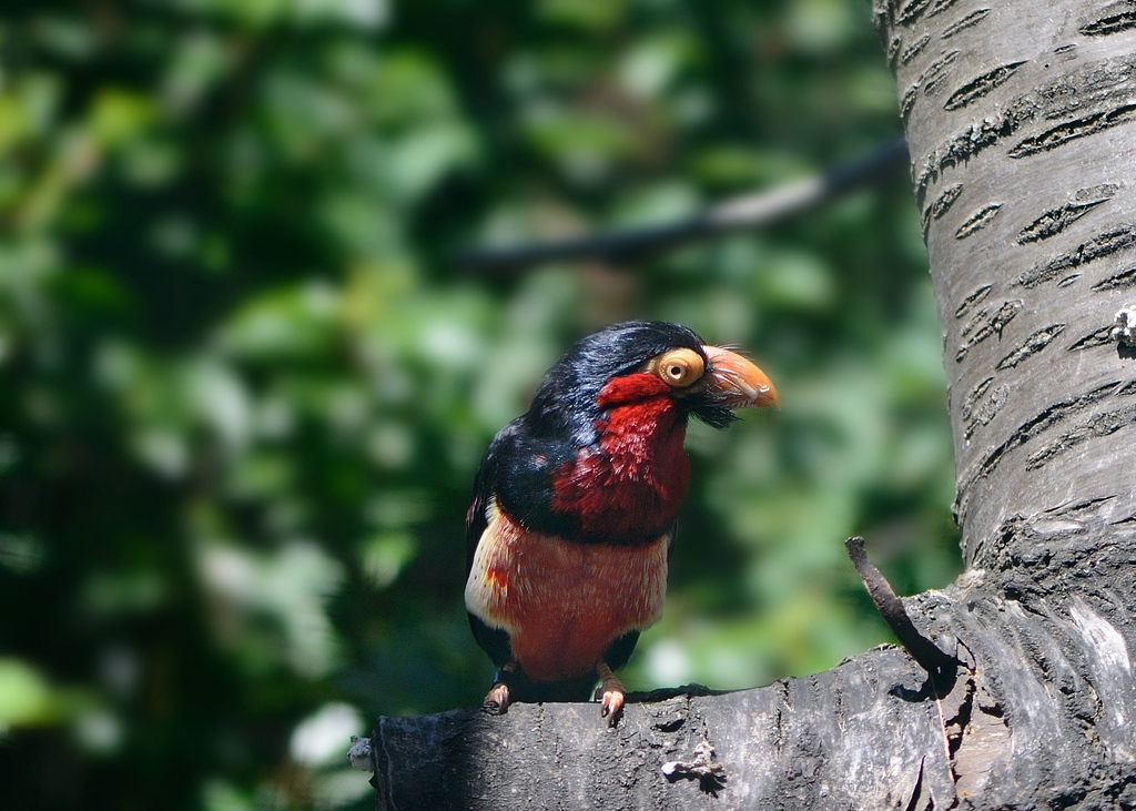 Furchenschnabel Bartvogel