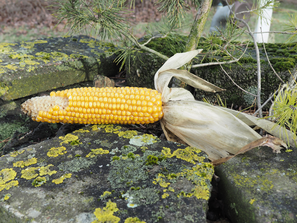 Futter im Wald.jpg