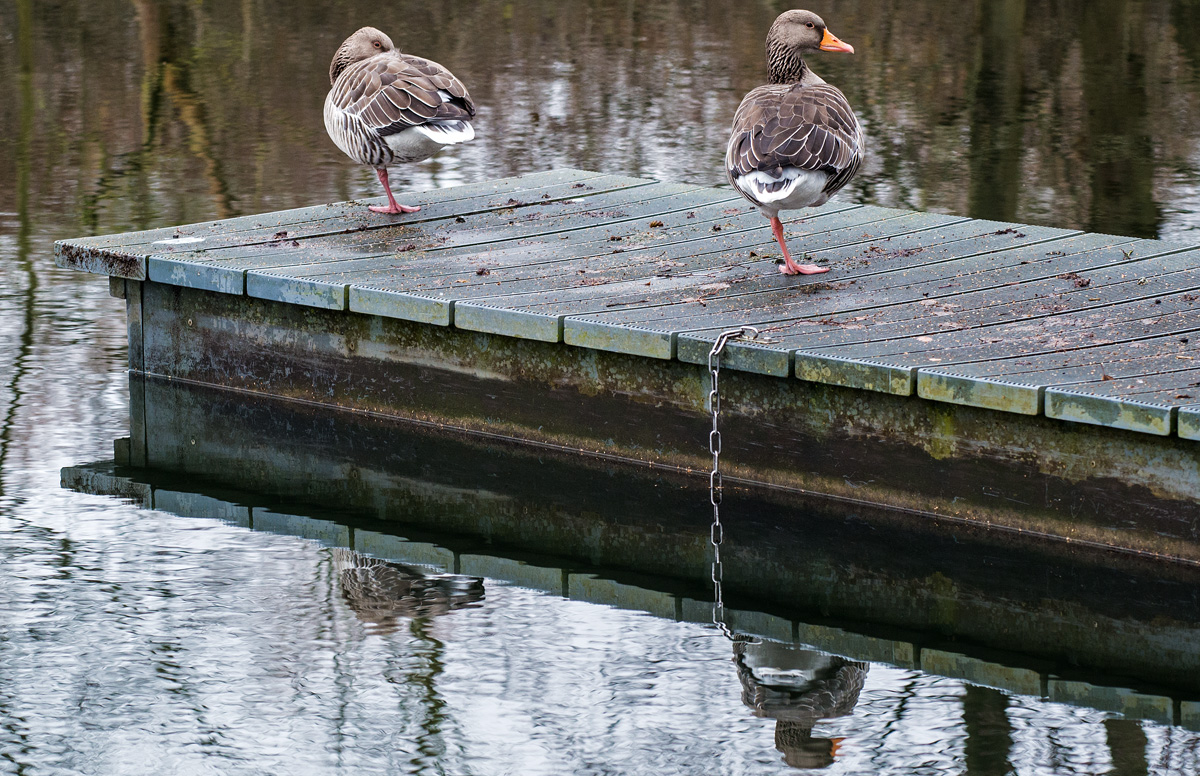 Gänse 1