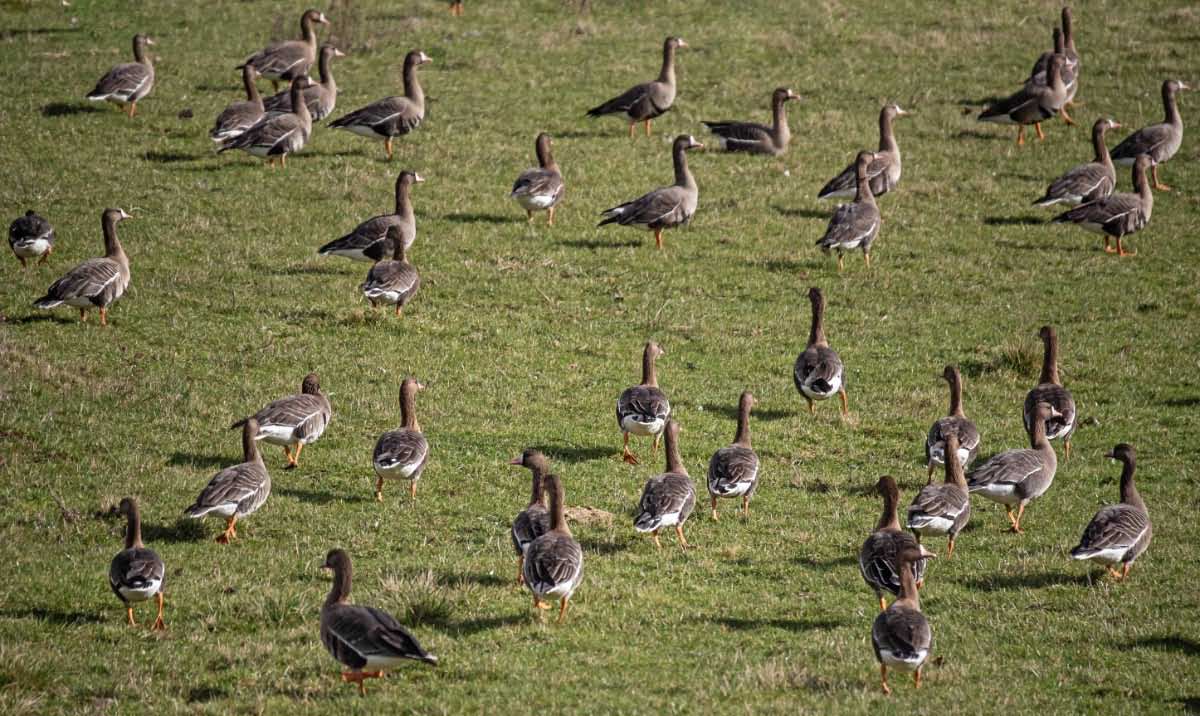 Gänse 5.jpg