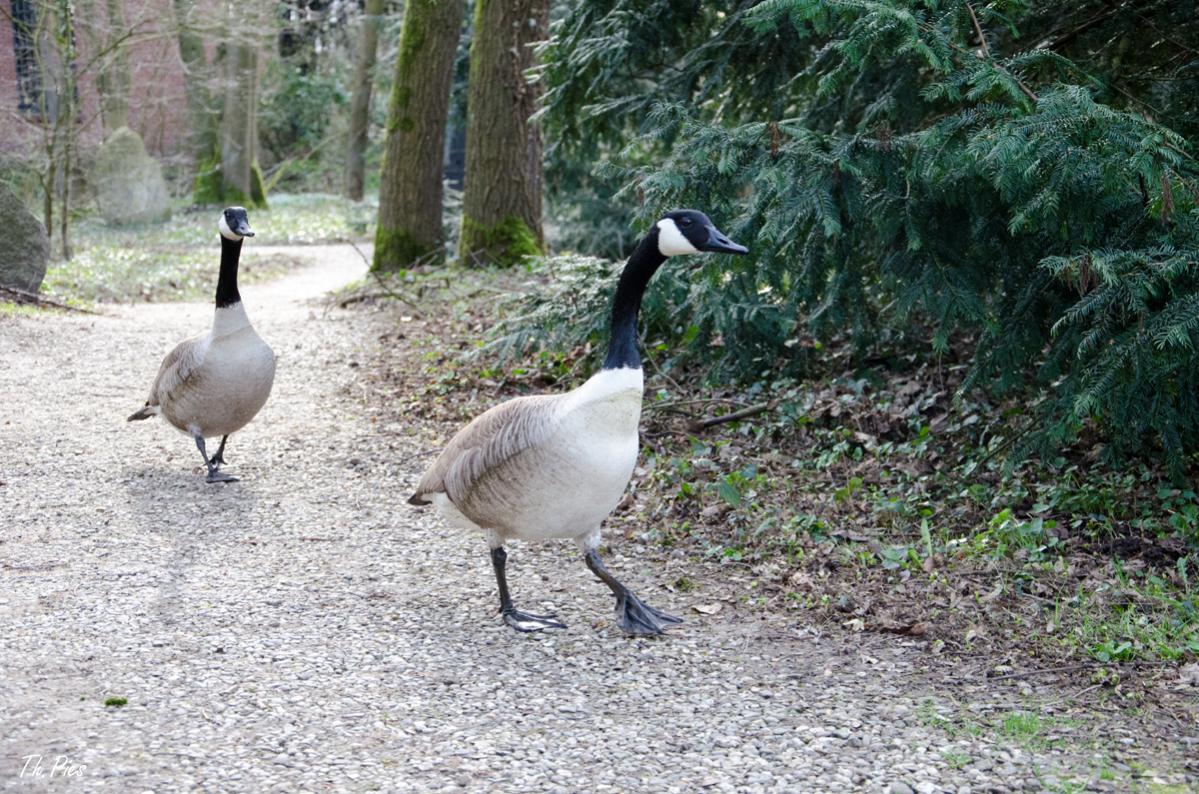 Gänse auf dem Weg