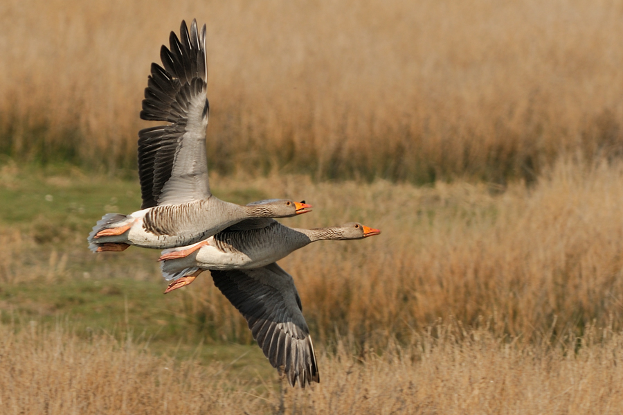 Gänse auf Texel