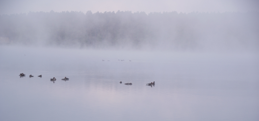 Gänse im Nebel