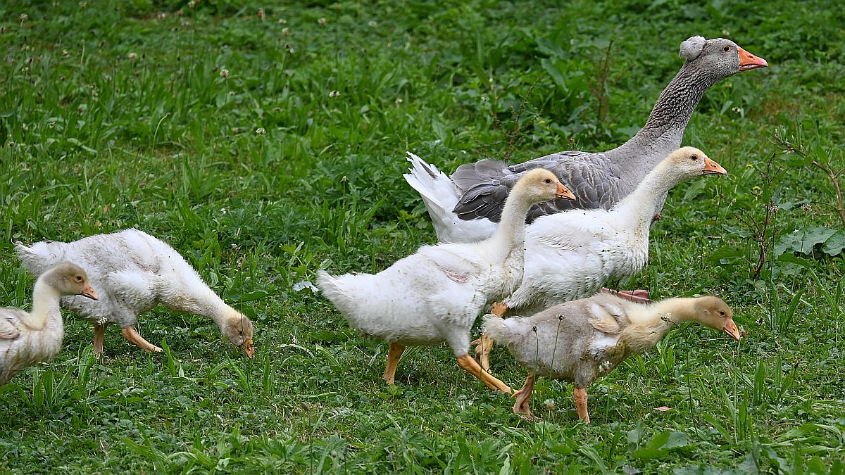 Gänse in Wackershofen.jpg