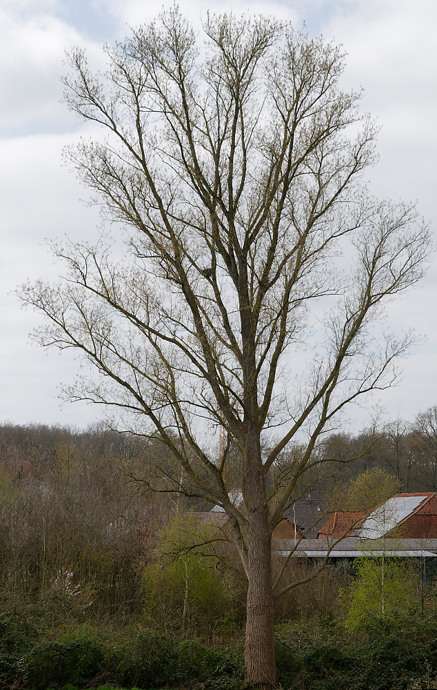 Gänse-Krähennest 1.jpg